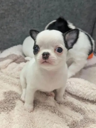 Chihuahua pelo curto - preto e branco maçã 