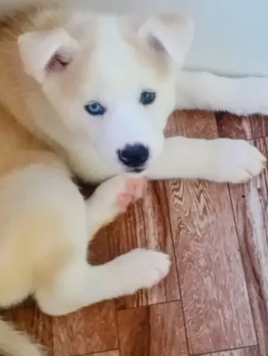 Filhotes Akita/Husky - Huskita