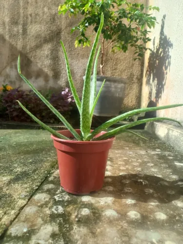 Muda de babosa com 20 cm