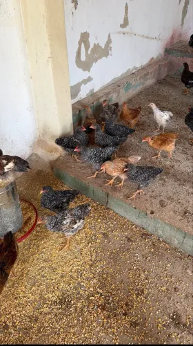 Vendo Galinhas, Frangos, Frangas e Galos Caipira