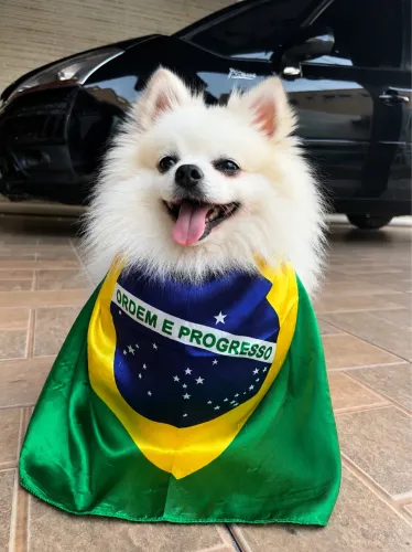 Sptiz alemão macho - procura namorada