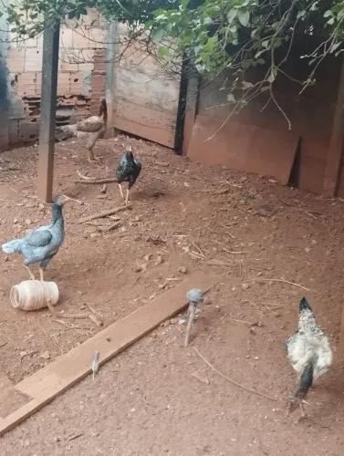 Galinha caipira 
