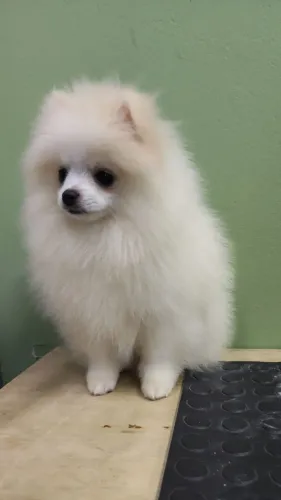 Filhote de Lulu da Pomerânia anão