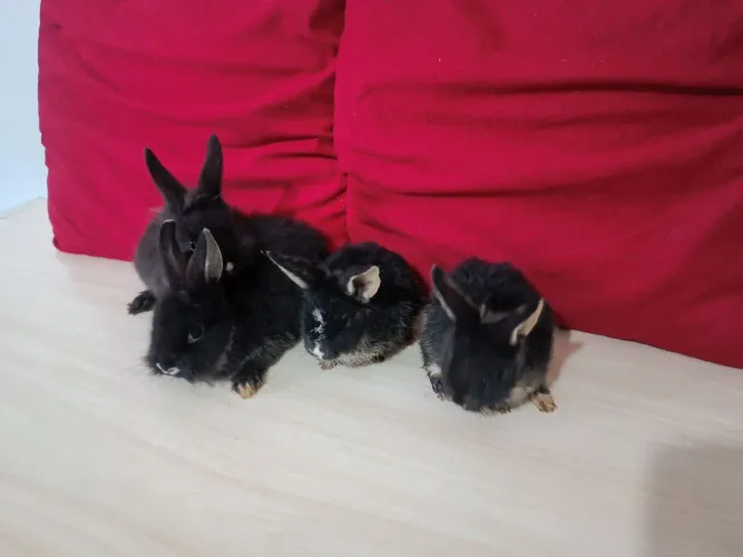 Mini Coelhos Pretinhos 