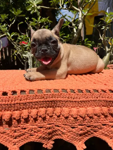 Filhote Bulldog Francês Fêmea 