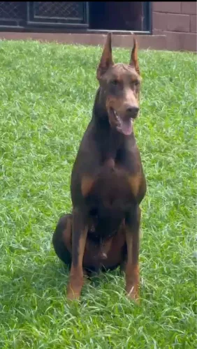 Filhotes de Doberman