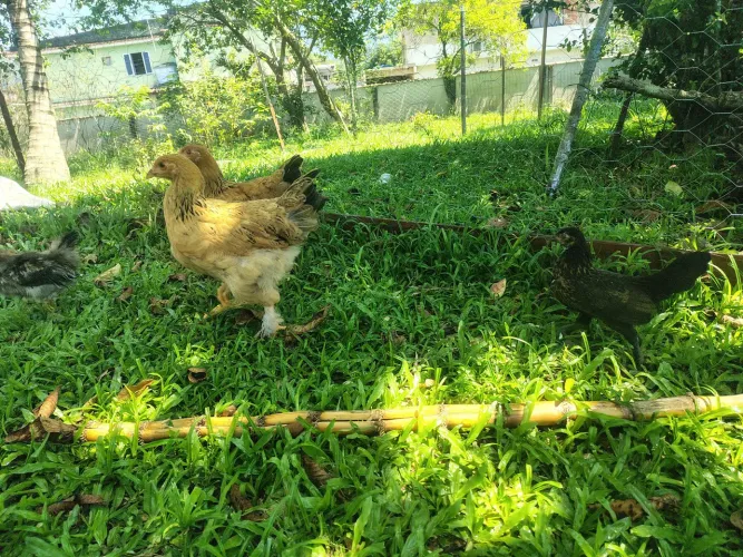 Frangos de Brahma mestiços