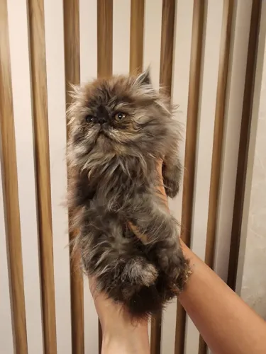 persa machinho sai ainda hoje