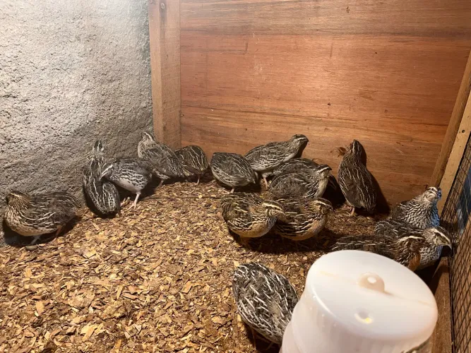 Vendo Codornas gigante começando postura 