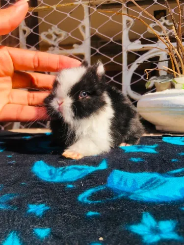 Coelho anão da raça netherland linhagem importada dwarf macho - o menor do mundo