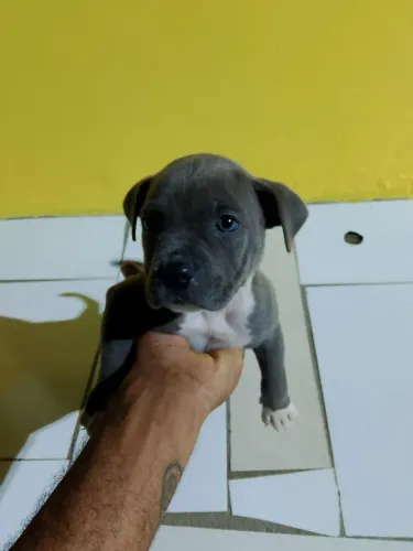Vendo duas filhotes de Pit Bull com Américan Bully
