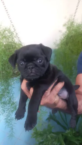 Filhotes pug