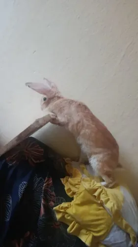 Coelhos
