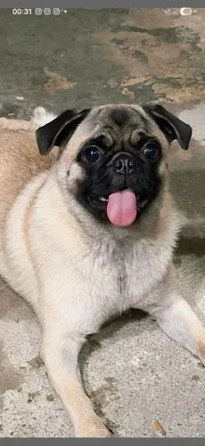 Pug procura NAMORADO