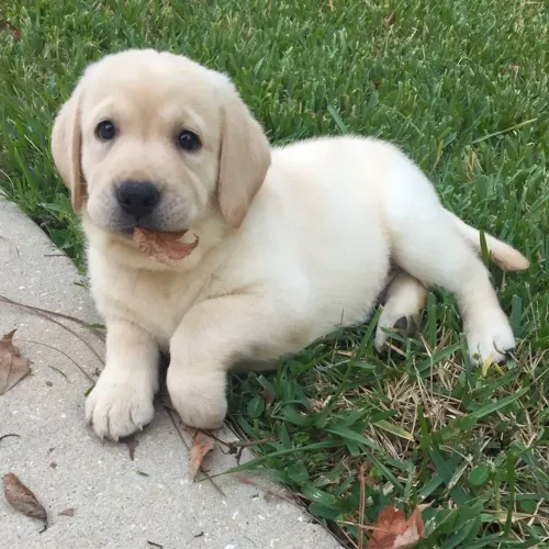Labrador Filhotes Lindos e Fofos , Macho e Fêmea Vacinados e Pedigree