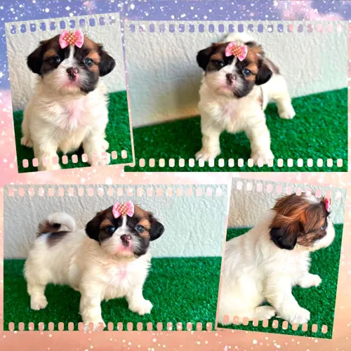 Shihtzu feminhas e machinhos !!!