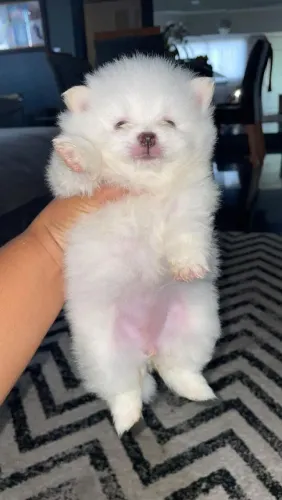 Lulu da Pomerânia simplesmente perfeito
