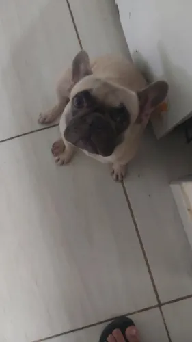 Bulldog Francês 