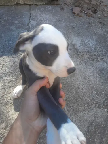 Pitbull american Blue nose