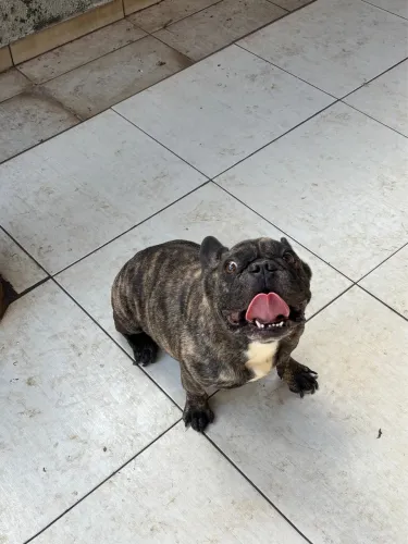 Buldogue francês