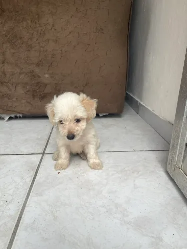 Vendo um cachorrinha poodle fêmea com 50 dias de nascida,vermifugada numero 01