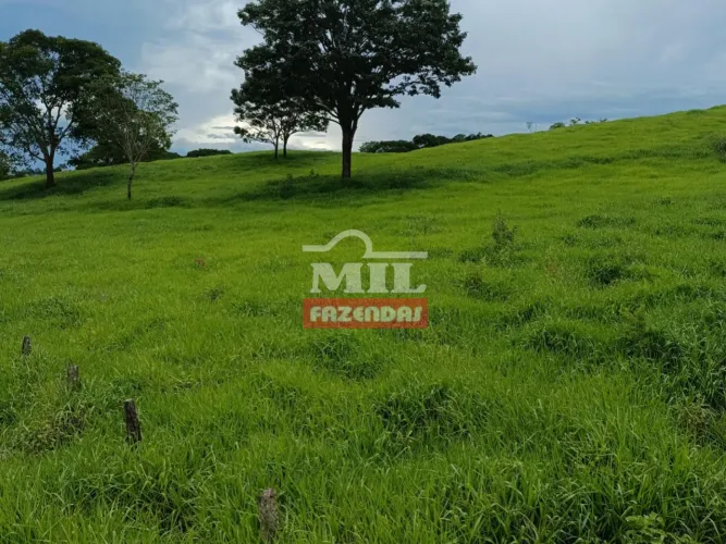 Fazenda 34 Alqueires (164,5 hectares) Anicuns - GO