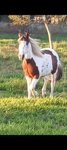 Cavalo tubiano 