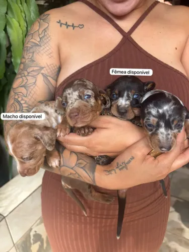 Dachshund salsicha