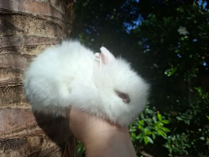 Coelho Teddy Dwerg