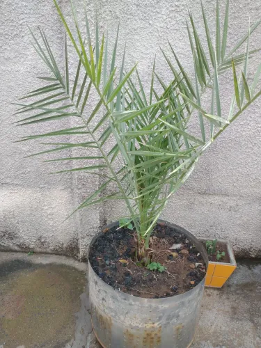 Mudas de Tamara plantado no vaso por 180,00 cada muda com o vaso.