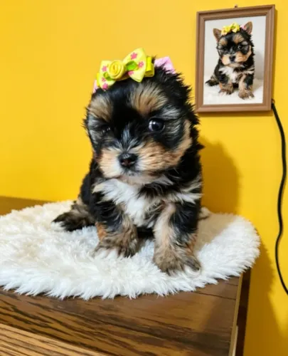 Pequena Yorkshire de Personalidade Única