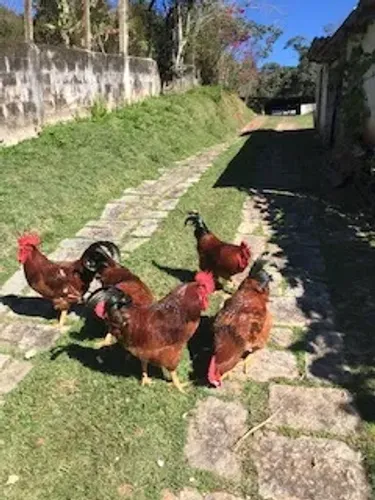 Galo