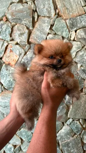 Lulu da Pomerânia Macho ? Filhote de Alto Padrão, Linhagem Ursinho