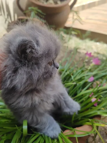 Gatos Persas filhotes peludos e carinha chata