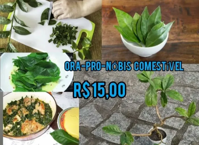 Muda de Ora-pro-Nóbis comestível