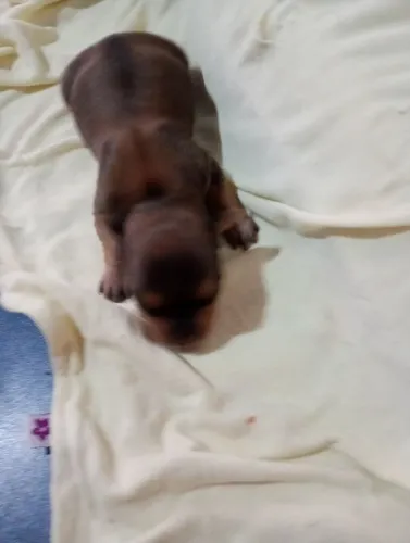 Cachorro pinscher n1 700,00