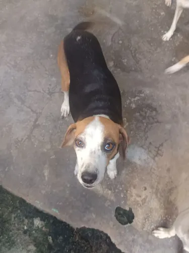 CACHORRA NOVA (OBS) ELA E BEAGLE COM VIRA LATA, ELA LATE E URRA.