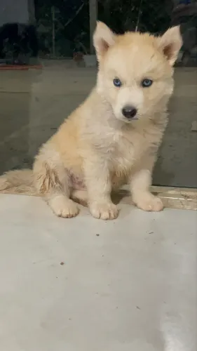 Husky siberiano