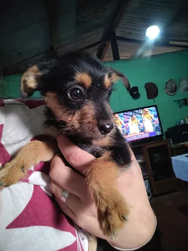 Cachorra filhote 1 mês de idade, mestiça de pastor alemão 