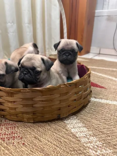 Filhotes de pug