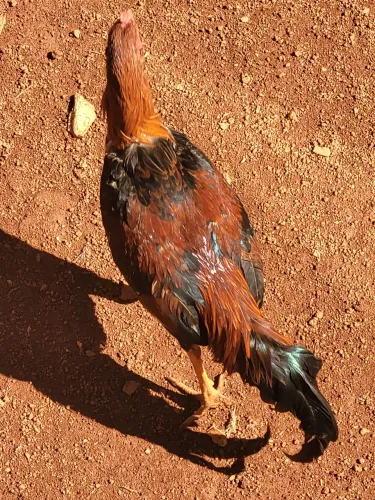 Vendo galo