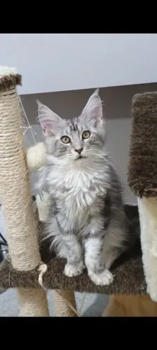 Filhote de gato da raça Maine Coon 