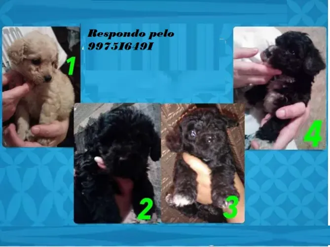 poodle x maltes lindos