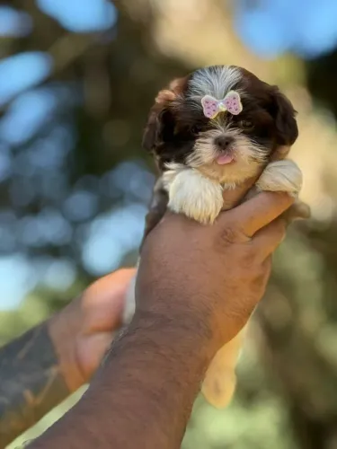 Shih Tzu - Um amor para toda vida