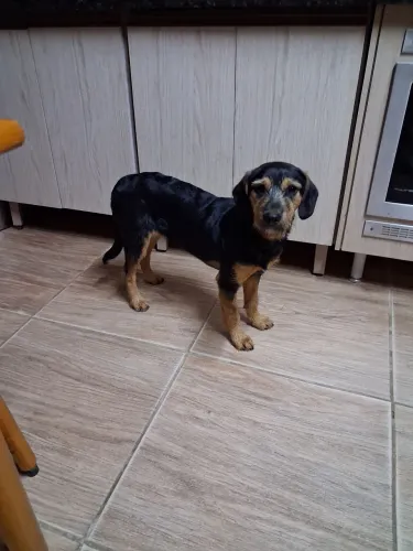 Cachorra fêmea castrada