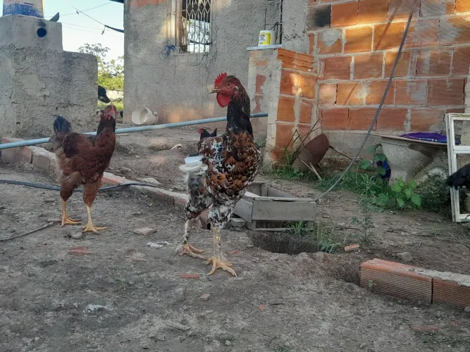 Frangos de galinha GSB