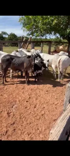 Bezerras