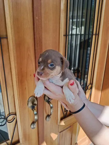 Fox Paulistinha tricolor de chocolate