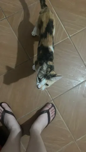 DOA GATINHA