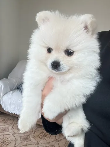 Lulu da pomerania fêmea